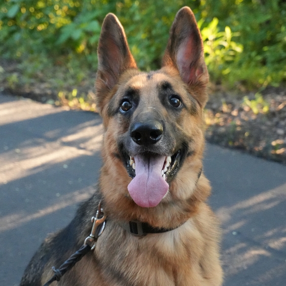 Meet your Posher, Colton - Picture 1 of 1